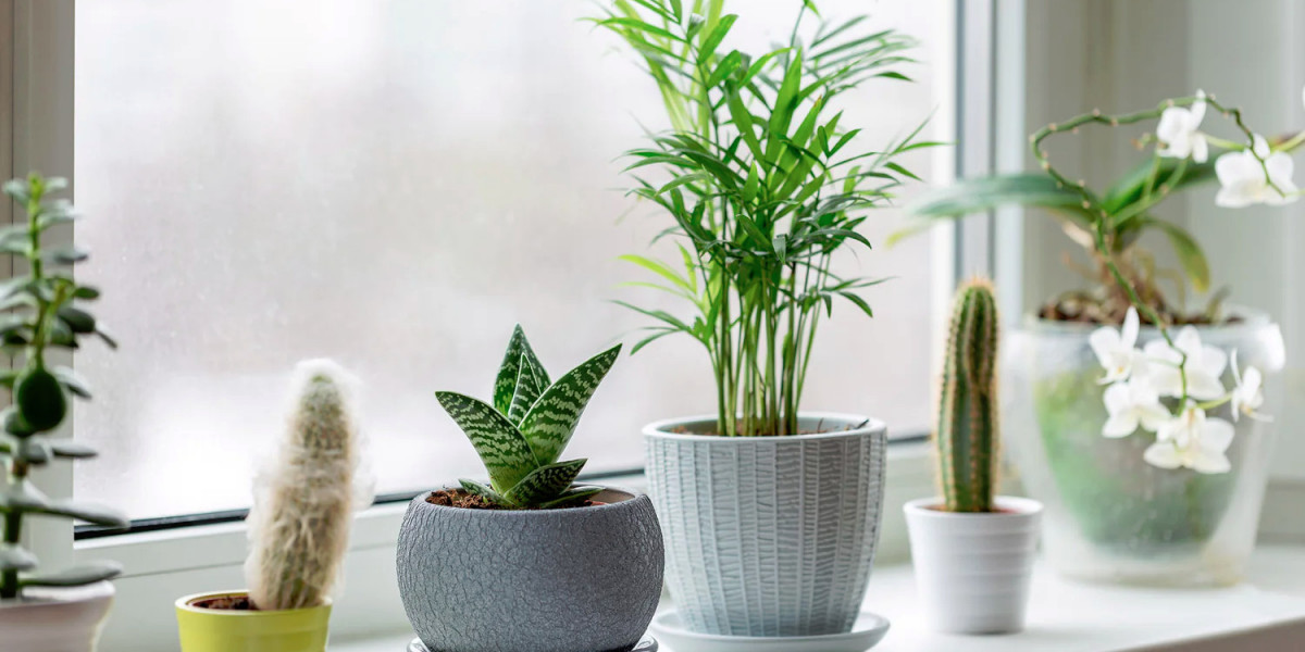 A Guide to Choosing the Perfect House Plant Pots in the UK