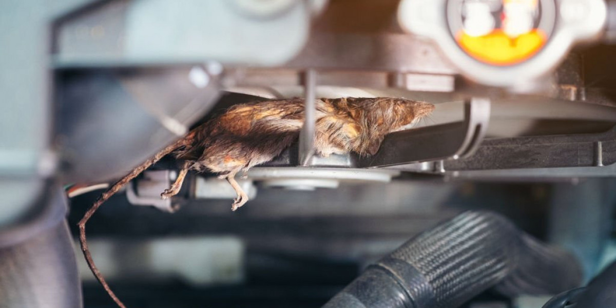 Quick Remedies for Protecting Your Car from Rats