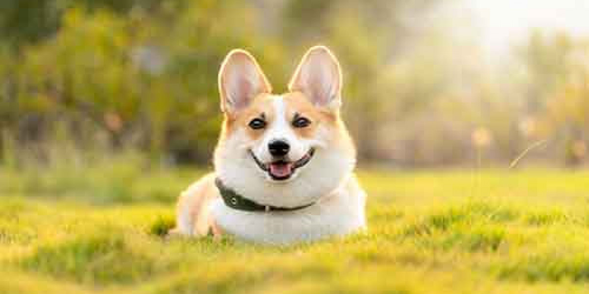 The Irresistible Charm of Fluffy Corgi Puppies and the Enigma of Black and White Corgis