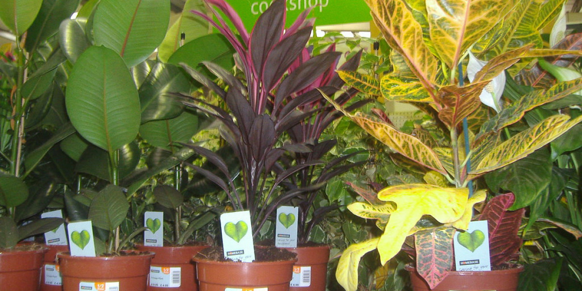 Enhance Your Green Oasis with Homebase Pots for Plants