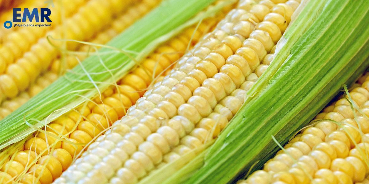 Harvesting Success: Navigating the Corn Market Landscape in Argentina
