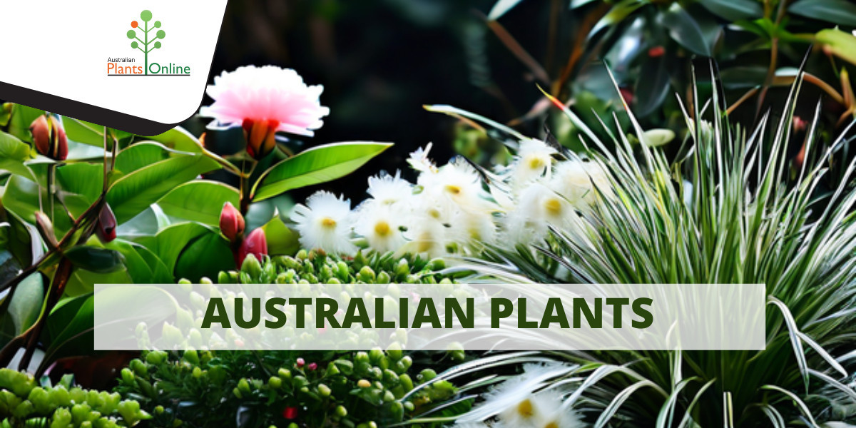 Discover the Best: Nursery Grown Tubestock at Australian Plants Online
