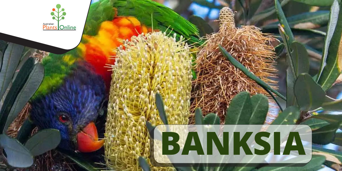 Choosing Your Banksia: A Guide to Australian Plants Online
