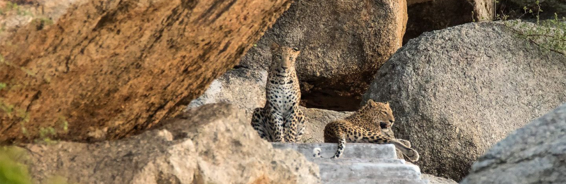 Jawai Leopard Safari Cover Image