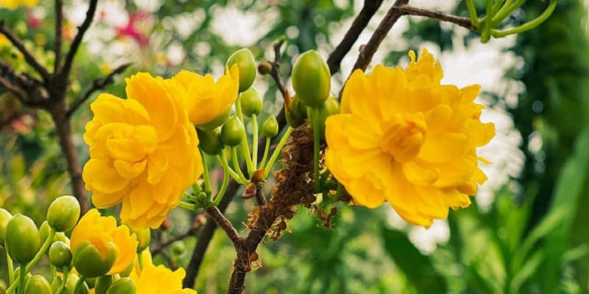Thành công từ nghệ thuật trồng cây cảnh: Hành trình xây dựng vườn hoa mai vàng của ông Phạm Bá Chung