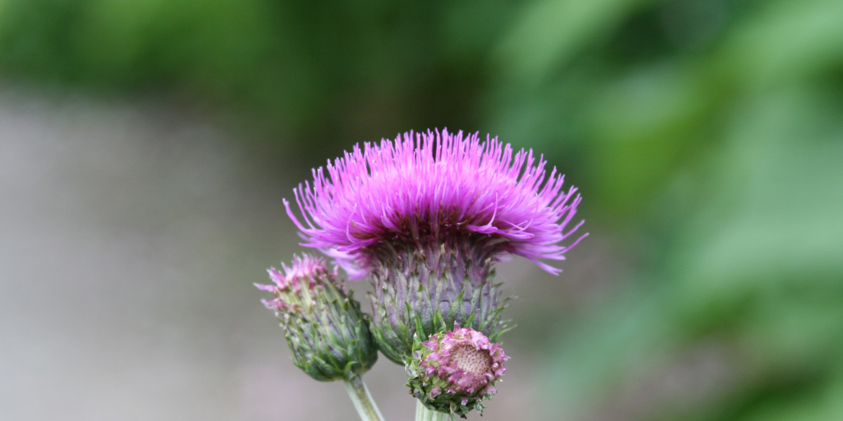 Milk Thistle as a Promising Adjunctive Therapy for Prostate Cancer