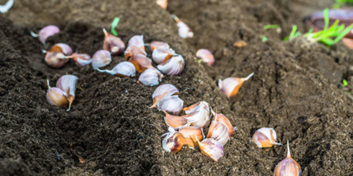 A Comprehensive Guide to Growing Garlic in Georgia