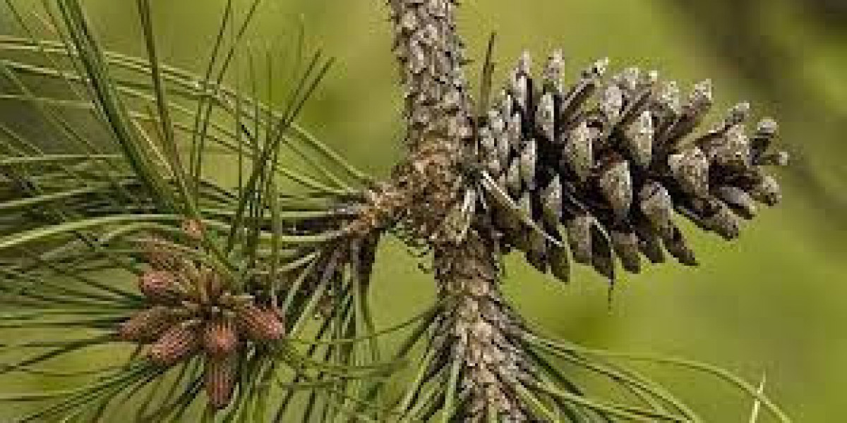 Maritime Pine Extract Market Size, Dynamics & Forecast Report