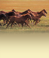 Contact Us | Horse Transportation California | Rocking Y Ranch