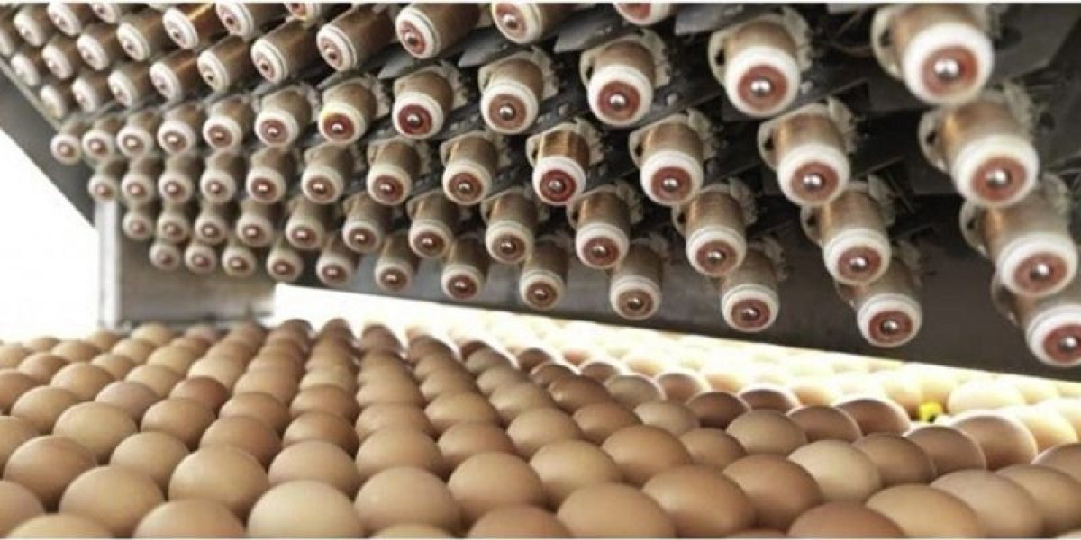 Whole Egg Powder Manufacturing Plant Report 2024: Business Plan, Cost and Raw Material Requirements