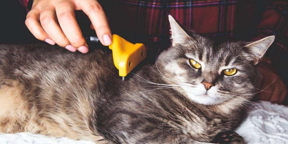 Unlocking the Secrets to Exceptional Cat Grooming Services