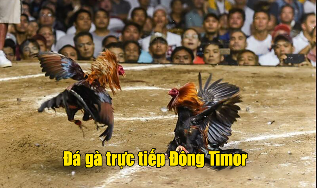 Đá gà trực tiếp Đông Timor - trường gà thu hút bậc nhất 2024