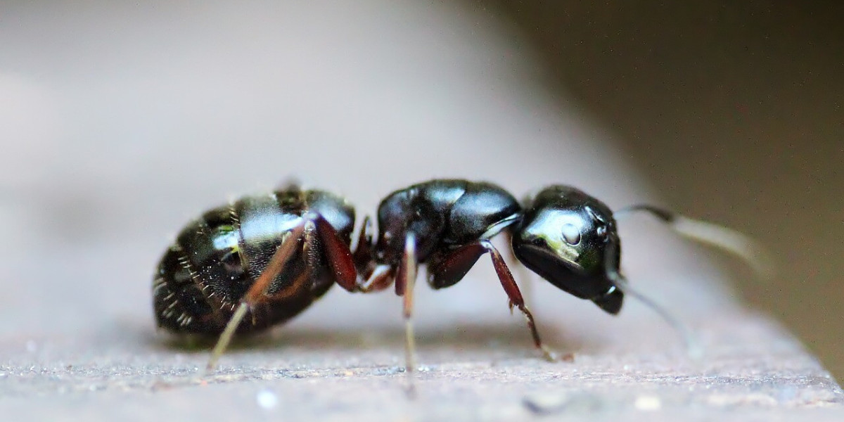 The Ultimate Guide to Ant Exterminators: Tips to Rid Your Home of Pesky Pests