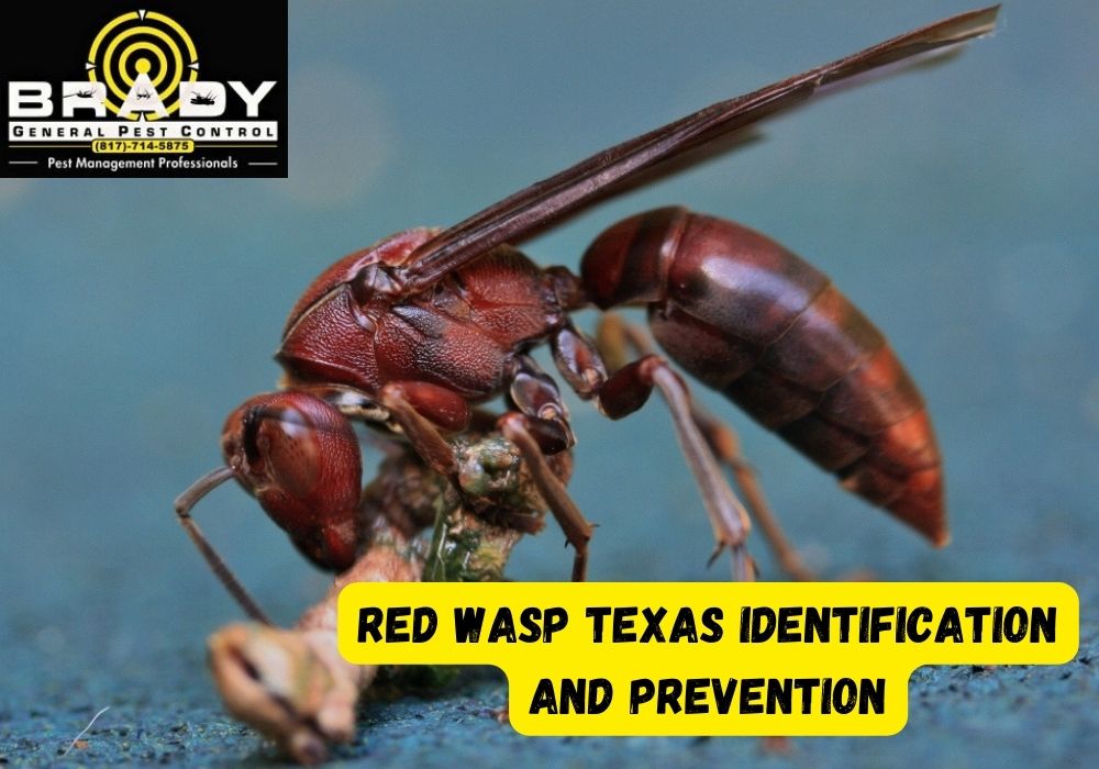 Red Wasp Texas Identification And Prevention! How Do They Impact You In 2024?