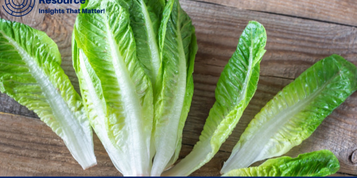 Lettuce Price Trend: In-Depth Analysis and Market Insights for 2024