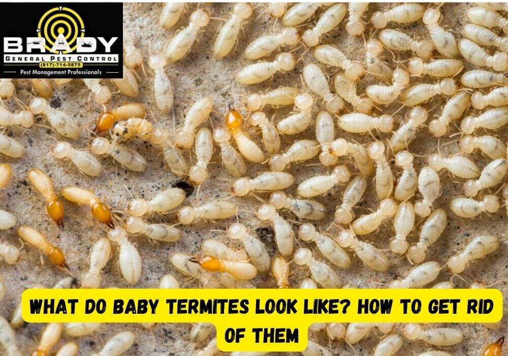 What Do Baby Termites Look Like? How To Get Rid Of Them