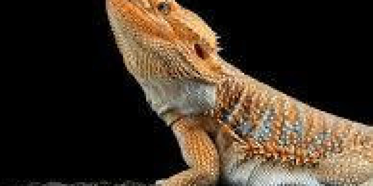 Can Bearded dragon eat Cantaloupe?