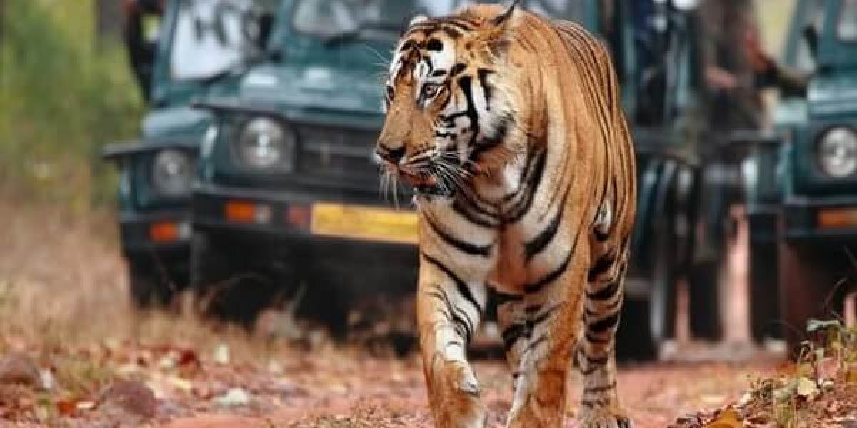 What are the popular wildlife safari packages in India?