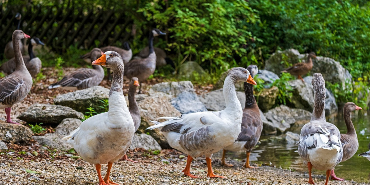 Birds and Bucks Outdoor Landing Colorado Goose Hunting Adventures Unrivaled Success in Nature