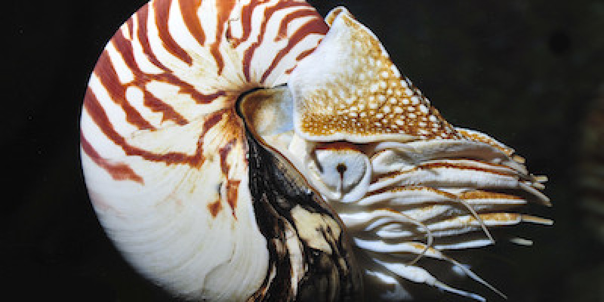 Navigating the Future: Insights into the Global Molluscs Market (2023 - 2033)