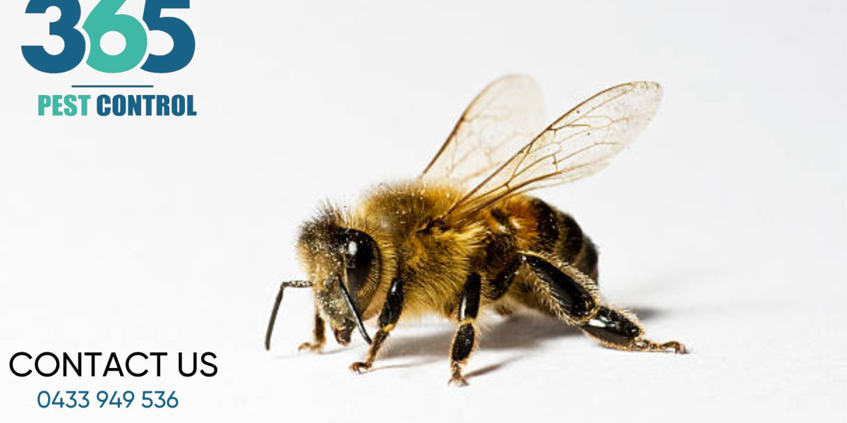 Bees Control in Melbourne: Expert Solutions for Safe and Humane Removal