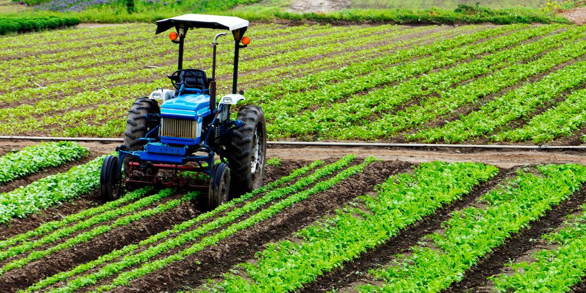 El Mercado de Agricultura en Colombia: Claves para el Crecimiento y la Innovación en el Sector