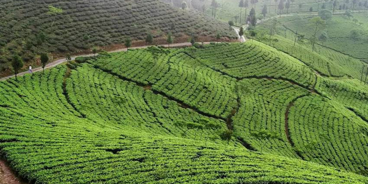 Experience Darjeeling: Tour Packages for Every Budget