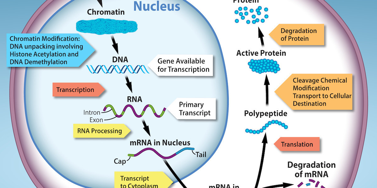 From DNA to Proteins: The Art of Gene Regulation