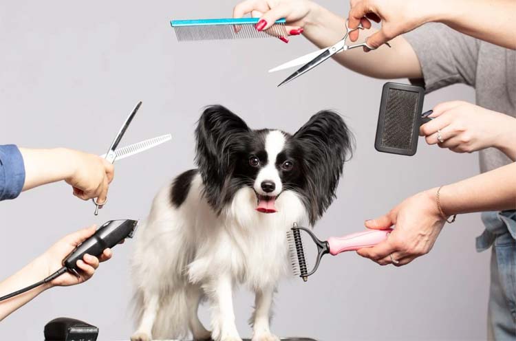 Why Pet Grooming is Important for Pets & Its Benefits