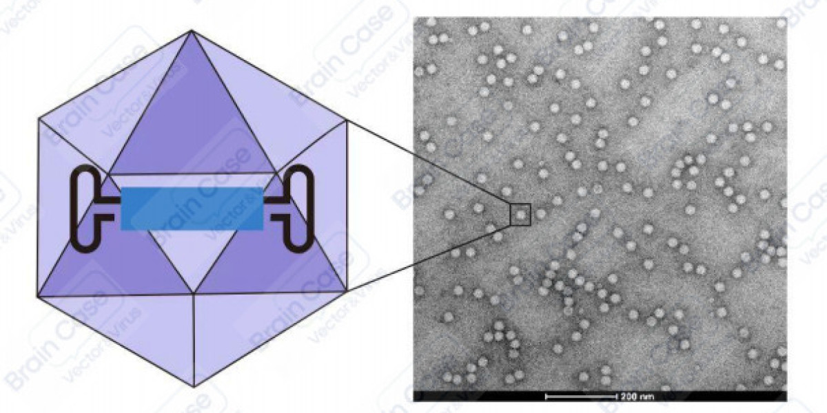 The Rise of Custom AAV: Revolutionizing Gene Therapy and Beyond