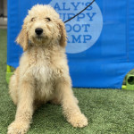 Alys Puppy Boot Camp Profile Picture