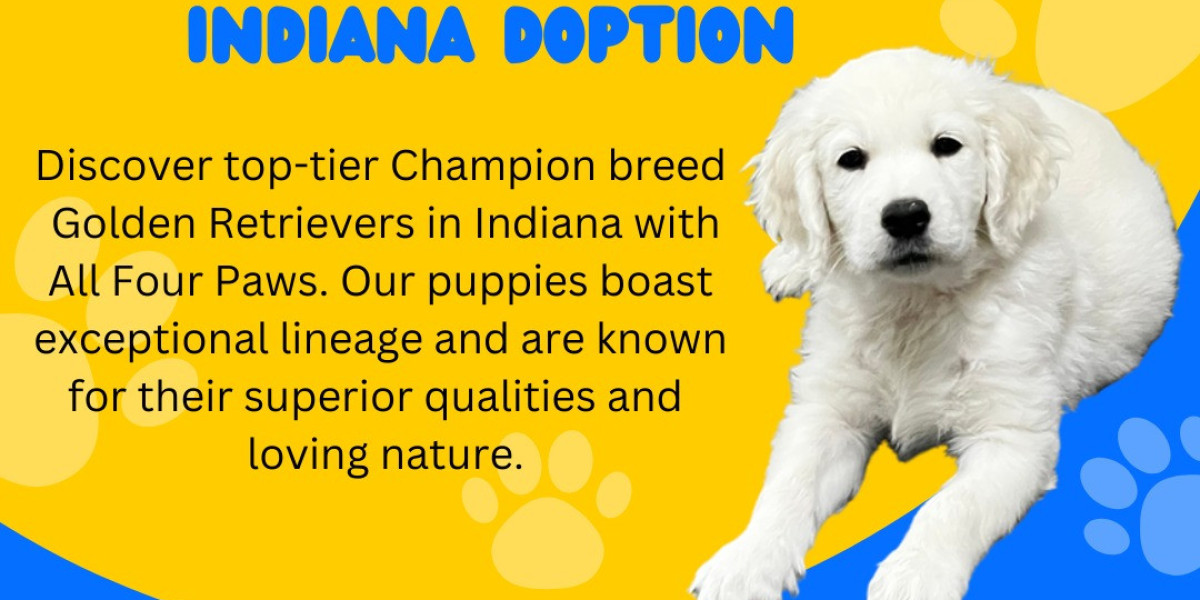 Champion Bred Golden Retrievers for Sale: Your Perfect Puppy Awaits at All Four Paws