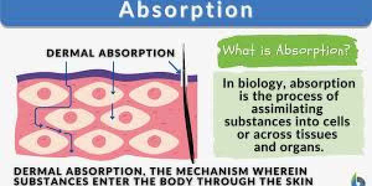 Absorption: The Science Behind How Things Enter and Transform