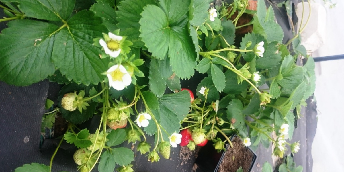 The Sweet Benefits of Strawberries: A Berry Good Choice for Your Health