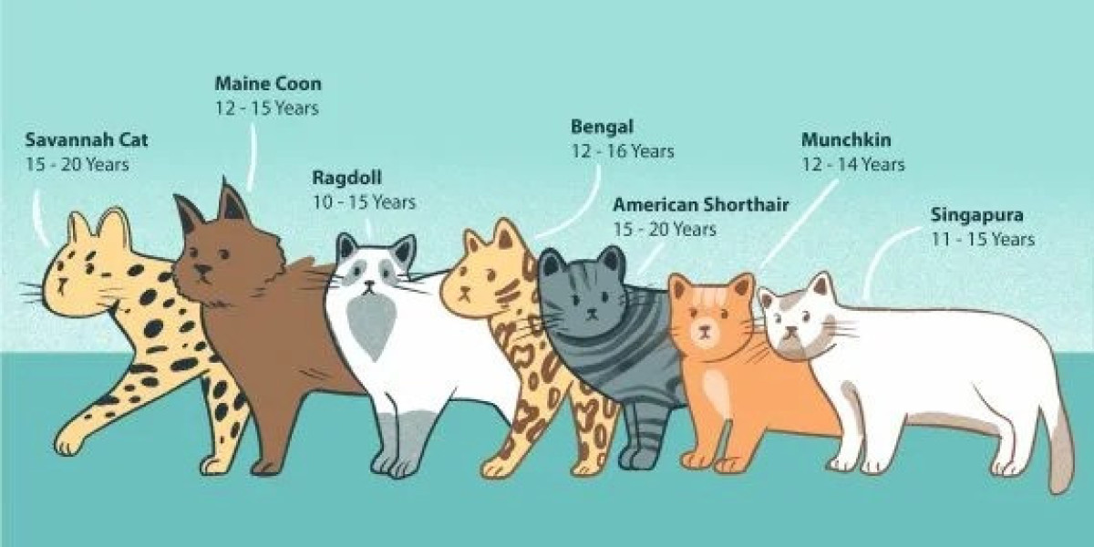 Understanding a Cat’s Lifespan: How Long Do Cats Live?