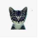 We Love Cats and Kittens Profile Picture